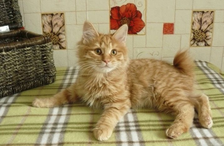 Фото бобтейлов описание породы кошек