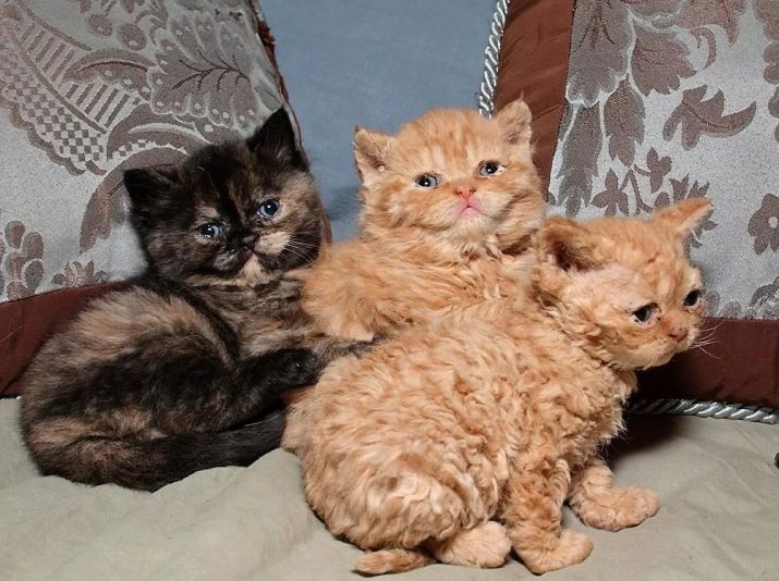 Породы кошек для дома с маленькими детьми