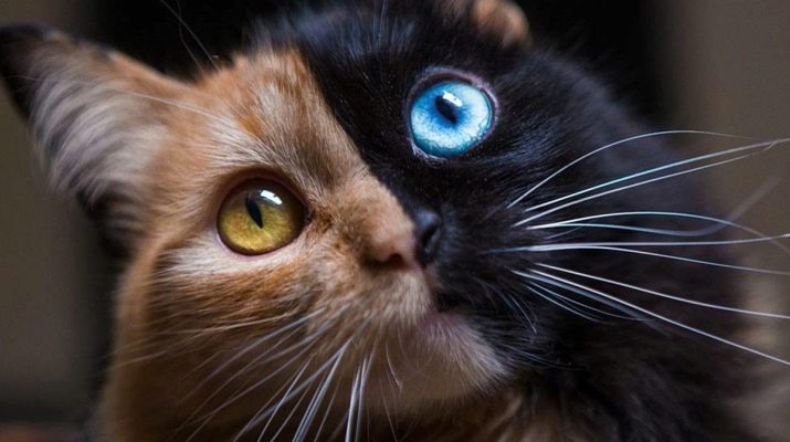Порода кошек химера фото