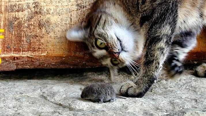 Кошки порода сибирский крысолов фото