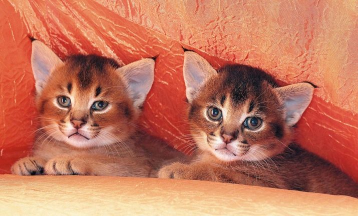 Фото кошек породы рысь