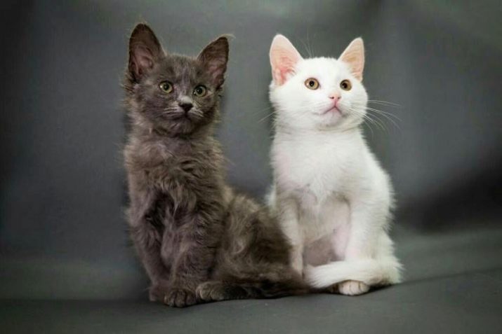 Породы кошек с фотографиями метис