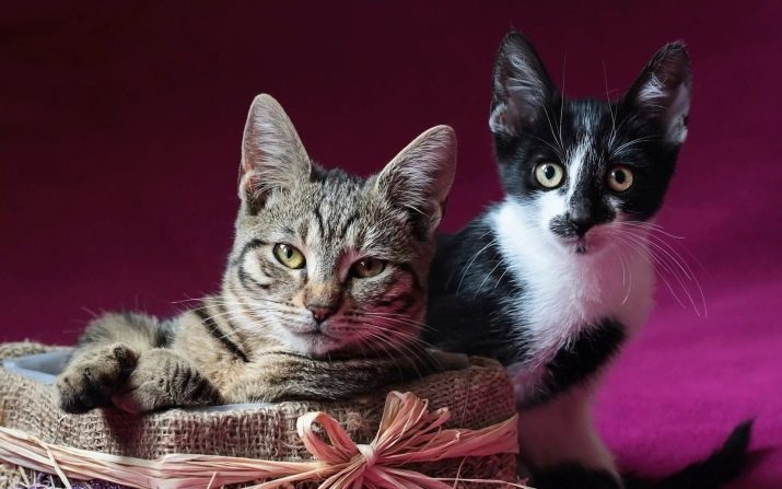 Породы кошек с фотографиями метис