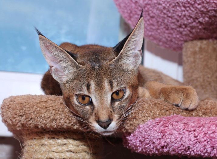 Порода кошки с большими глазами и кисточки на ушах