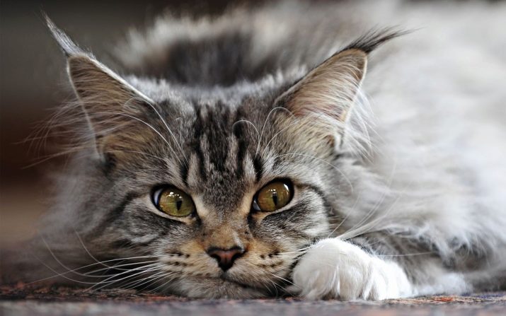 Порода кошек с кисточками на ушах и желтыми глазами