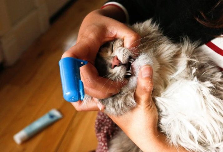 Как узнать породу кошек с кисточками на ушах