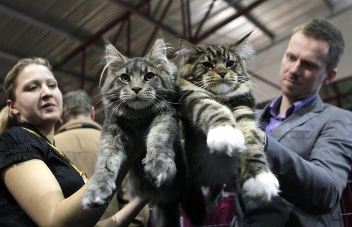 Кошки с кисточками на ушах порода фото