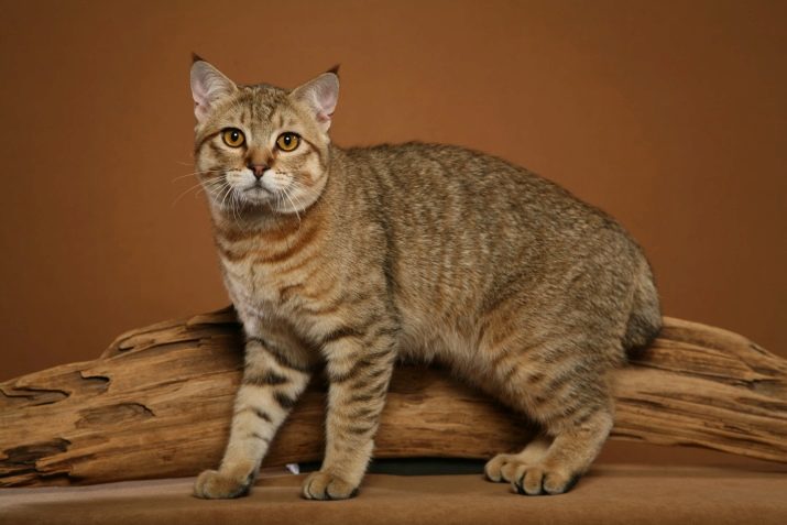 Домашняя порода кошек у которой есть кисточки на ушах фото