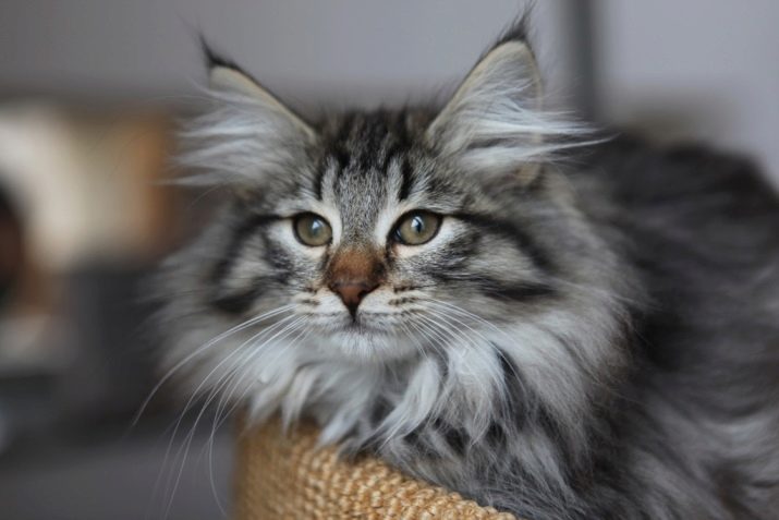 Домашняя кошка с кисточками на ушах порода
