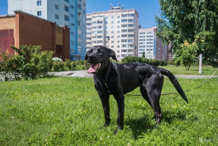 Порода собаки смесь лабрадора и овчарки