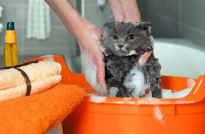 Каким шампунем мыть кошку