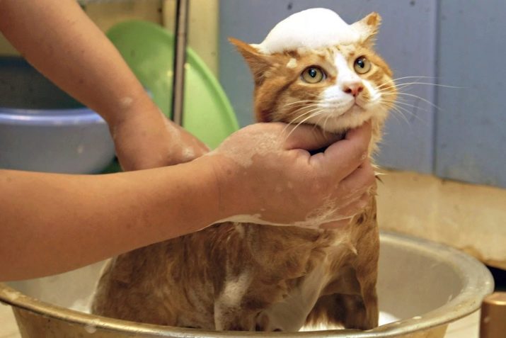 Каким шампунем можно купать кошку