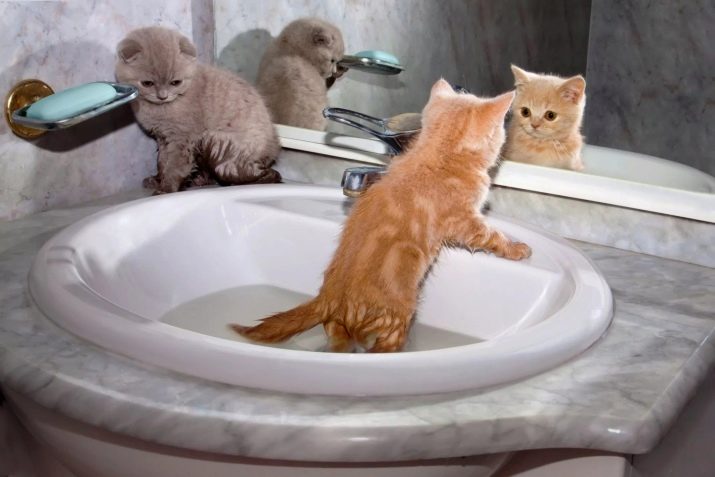 Каким шампунем купать кошек thumbnail