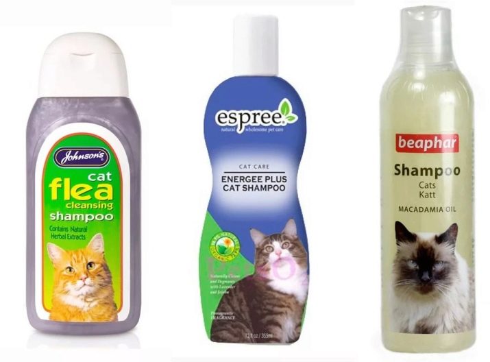 Каким шампунем можно мыть кошку thumbnail