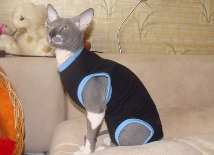 Какая есть одежда для кошек