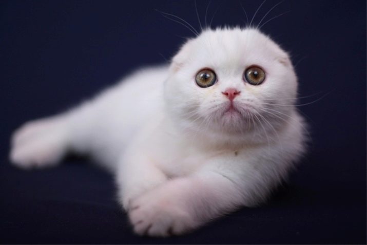 Окрас кошек породы шотландская вислоухая фото
