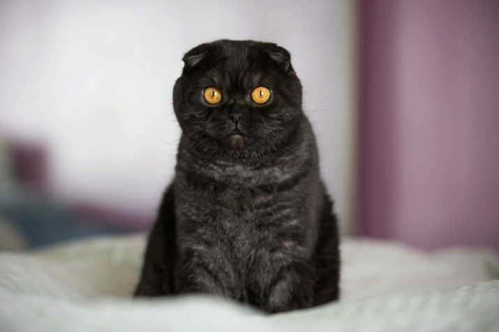 Окрас кошек породы шотландская вислоухая фото