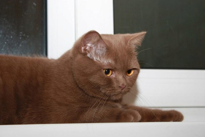 Какие глаза у шотландской кошки голубого окраса