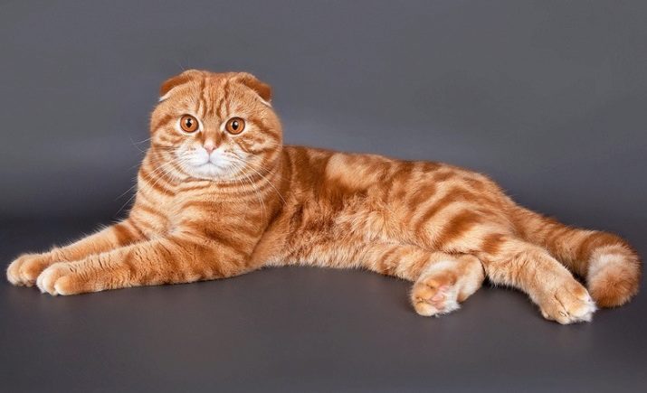 Окрас кошки шотландской породы