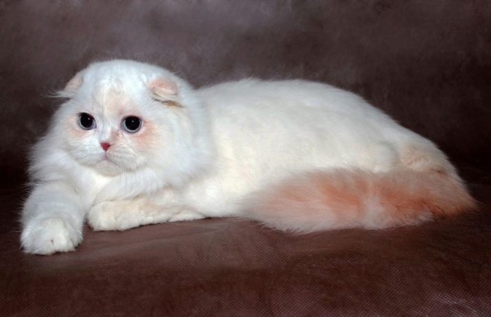Какого цвета глаза у шотландских вислоухих кошек фото и описание