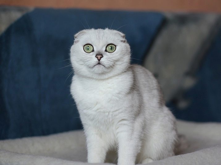 У шотландских кошек какой должен быть цвет глаз