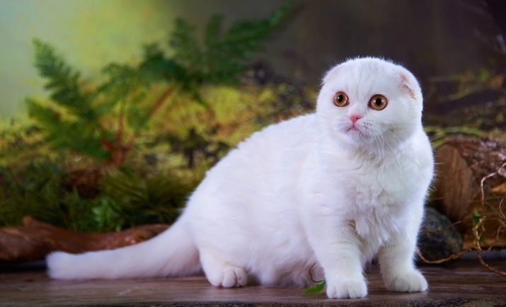 Шотландская кошка белая голубая какие котята