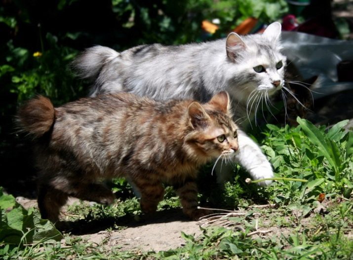 Сколько живут бобтейлы кошки