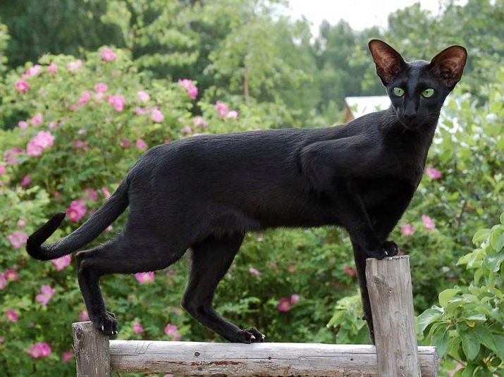 Кошка ориентальной породы черная