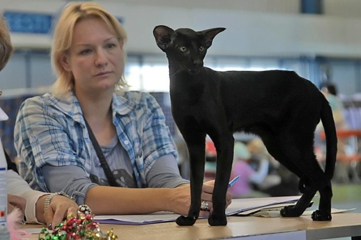 Черный ориентал порода кошек