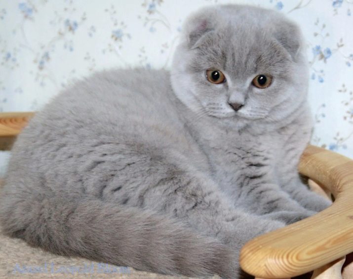 Шотландская лиловая порода кошек фото
