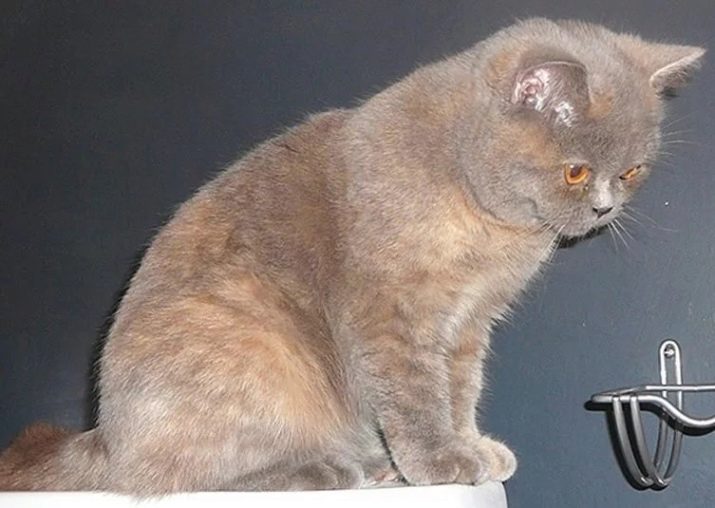 Шотландская порода кошек лиловая