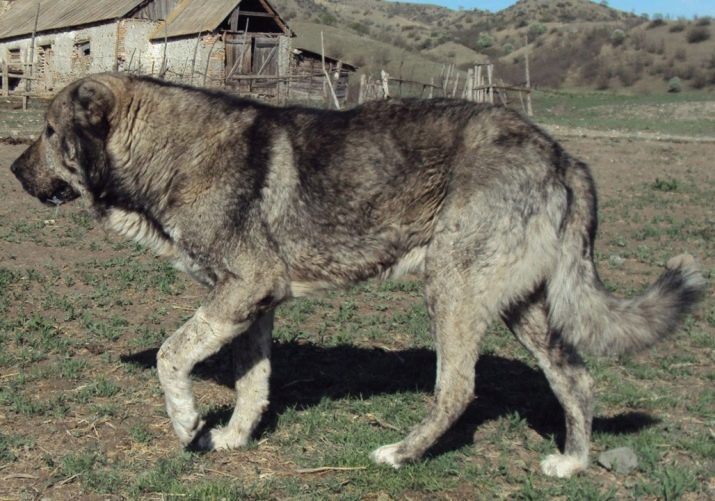 Породы собак румынская овчарка