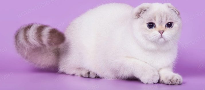 Кошки породы шотландская вислоухая белая