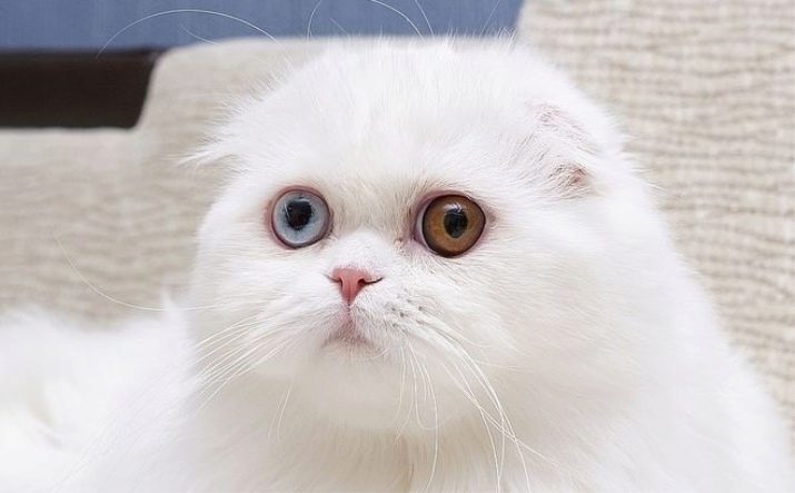 Шотландская кошка породы белая