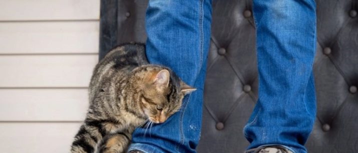 Породы кошек характер и поведение thumbnail