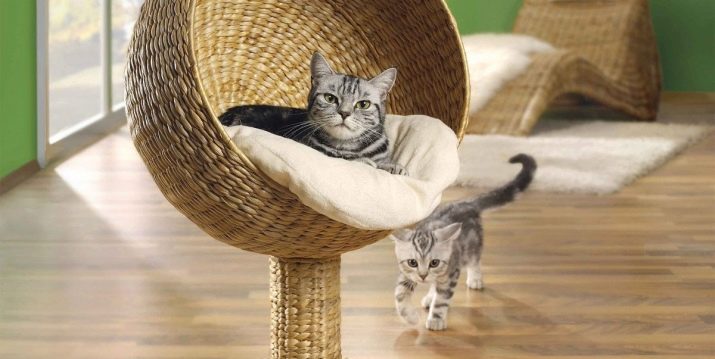 Породы кошек характер котов и кошек