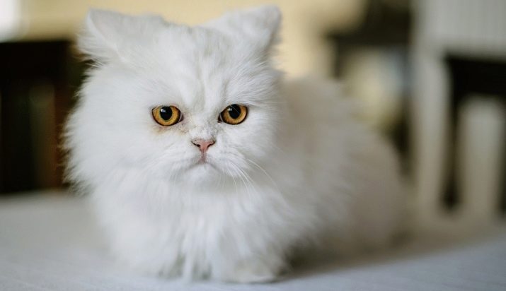 Порода кошек с фото и их поведение