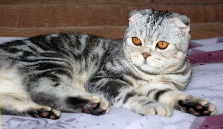 Кошка породы шотландская полосатая thumbnail