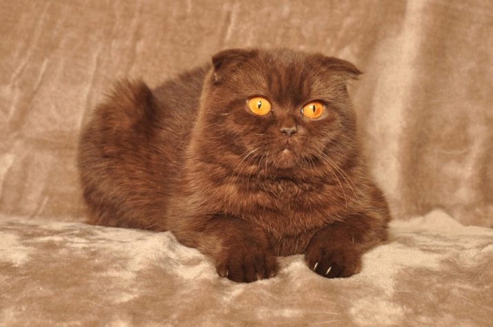 Кошка породы шотландская полосатая