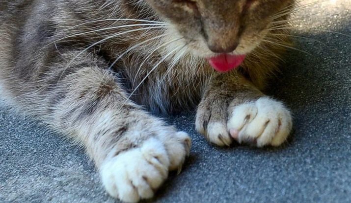 Сколько пальцев у кошки на задней ноге