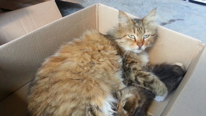 Порода кошек которые любят коробки thumbnail