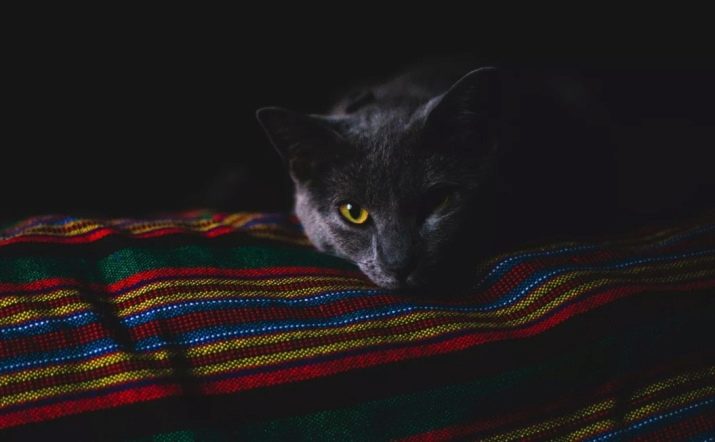 Каким цветом светится глаза у кошке