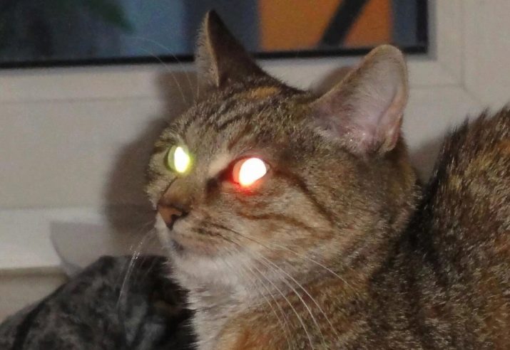 Каким цветом светятся глаза кошки