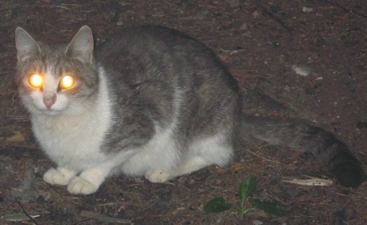 Каким цветом глаза у кошек в темноте