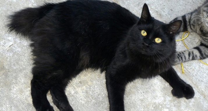 Все породы черных кошек фото