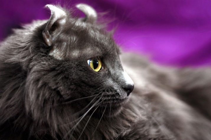 Все породы домашних кошек черного окраса