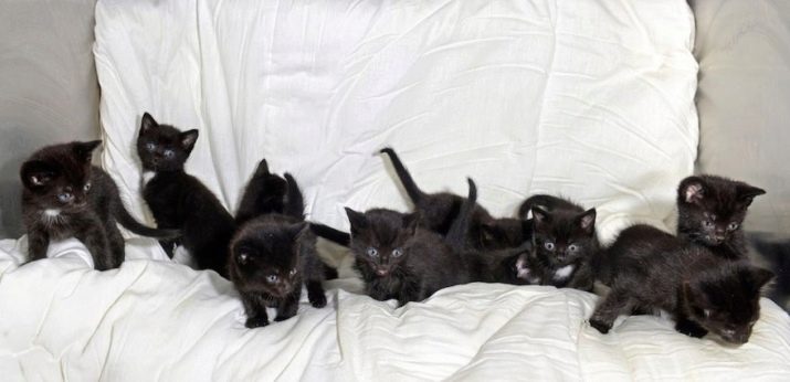 Порода кошек с черной шерстью с фото