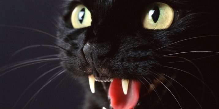 Породы черных пушистых кошек фото