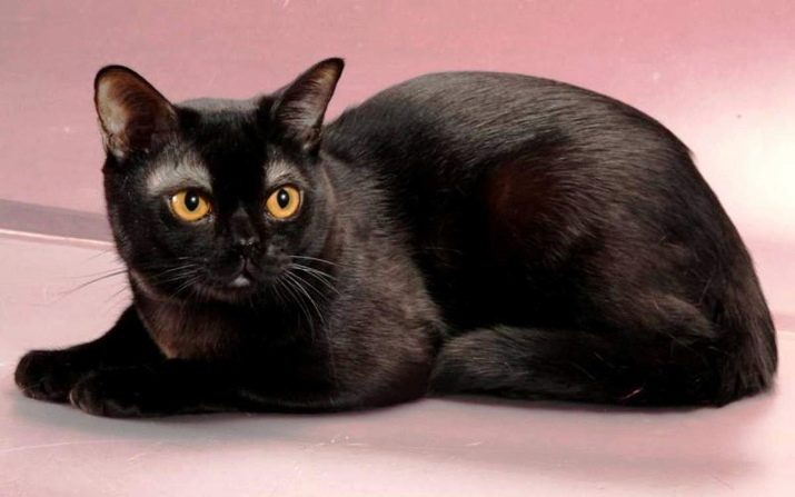 Порода кошек черные с длинными лапами