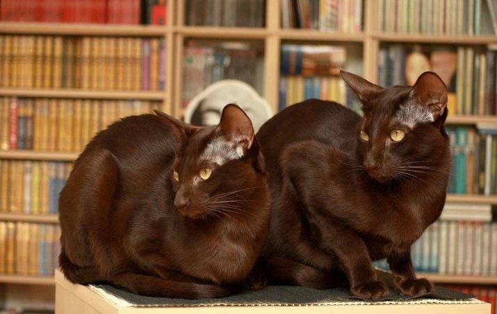 Породы коричневых кошек с фотографиями и названиями